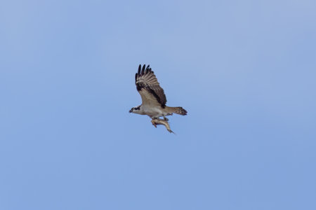 Osprey flying with captured fish.