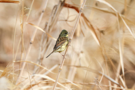 Black-faced bunting on the stem of grass.の写真素材