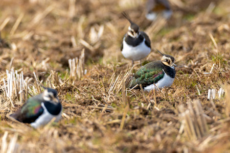 Group of Northern lapwing in the winter rice paddy.