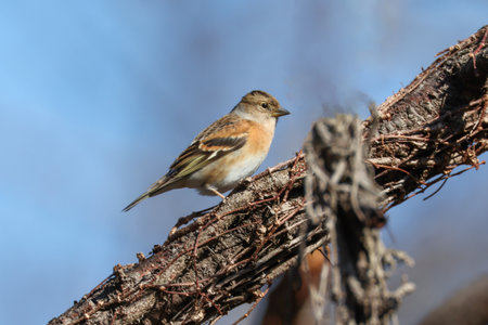 Brambling on a branch of tree.の写真素材