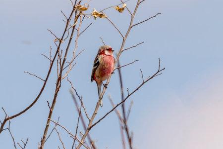 Long-tailed Rosefinch on branch of tree.