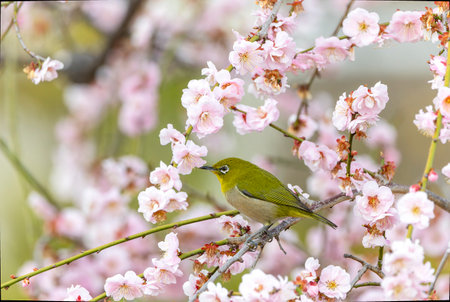 White-eye bird on branch of blooming Japanese apricot tree.の写真素材