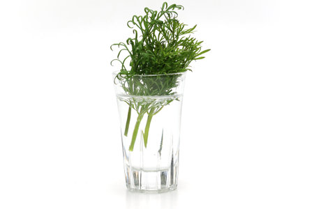 Dill in a glass on a white background.の写真素材