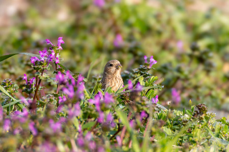 Long-tailed Rosefinch on the ground with henbit flower.