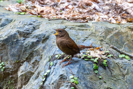 A wren singing on the rock.の写真素材