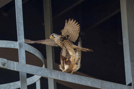 A couple of Common Kestrel under the bridge.