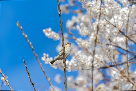 Sparrow with cherry tree blossoms.の写真素材