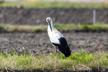 Stork in crop land before planting.