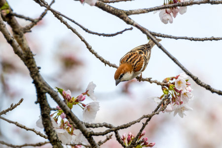 Cinnamon Sparrow with cherry tree blossoms.