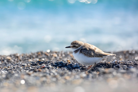 Kentish plover on the beach.
