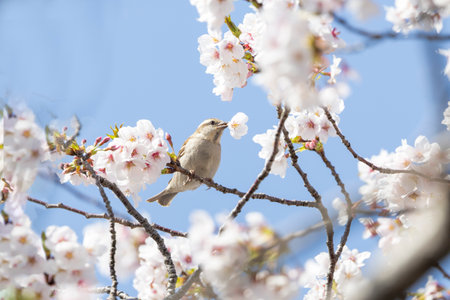 Sparrow on cherry blossom tree in spring time, Japanの写真素材