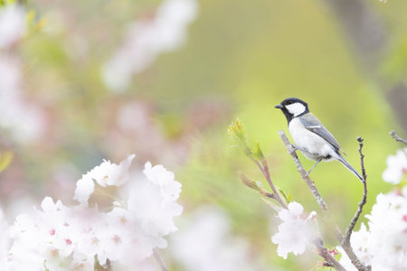 Title on a branch of cherry tree.の写真素材