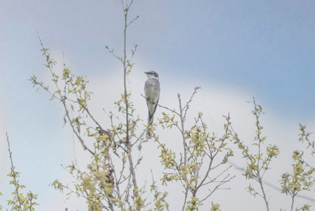 Ryukyu minivet on a branch of tree in springtime forest.の写真素材