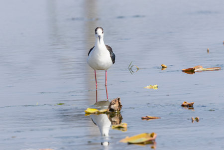 Black-winged Stilt and its reflection on the water surface.の写真素材