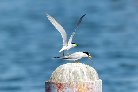 Couple of little tern perching on a pole in the river.の写真素材