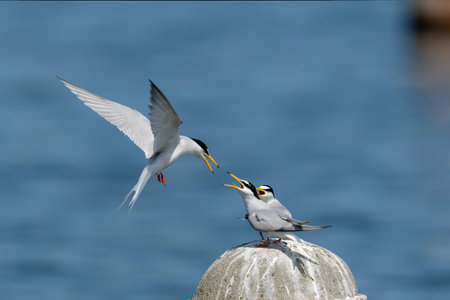 Couple of little tern perching on a pole in the river.の写真素材
