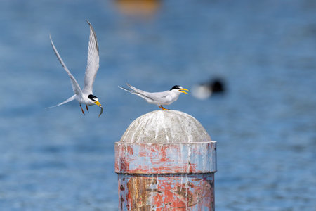 Couple of little tern perching on a pole in the river.