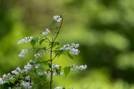 Deutzia flowers in full bloom.の写真素材