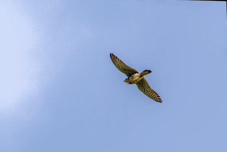 Common Kestrel in flying in blue sky background.の写真素材