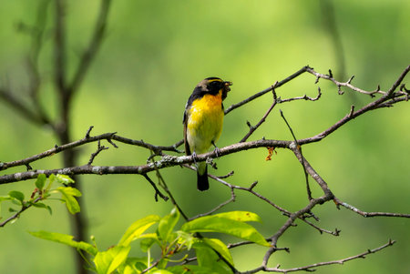 Male Narcissus Flycatcher biting an insect on a branch of tree in the forest.の写真素材