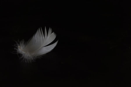 feather of a bird on a black background, close-upの写真素材