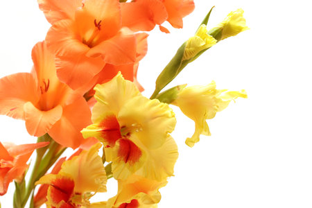 Beautiful gladiolus flowers isolated on white background, closeupの写真素材