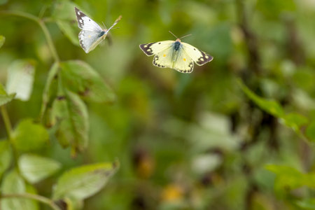 butterflies mating on the leaves of a bush in the summer