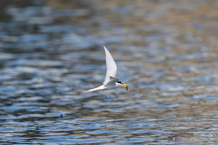 Little tern in flight on the river.の写真素材
