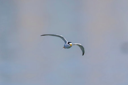 Little tern in flight on the river.の写真素材