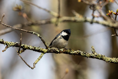 Coal tit, Parus ater, single bird on branch, Warwickshireの写真素材