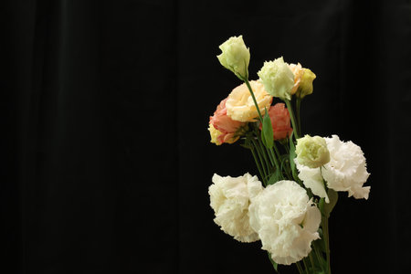 Bouquet of Eustoma isolated on a black background.の写真素材
