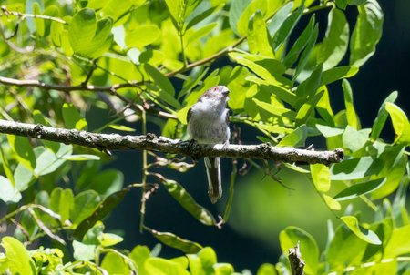 Young Long-tailed tit on a branch of tree.の写真素材