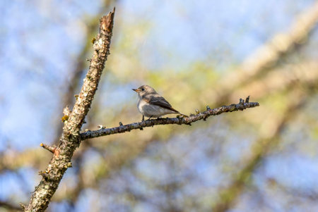 Brown flycatcher perching on the branch of tree.の写真素材