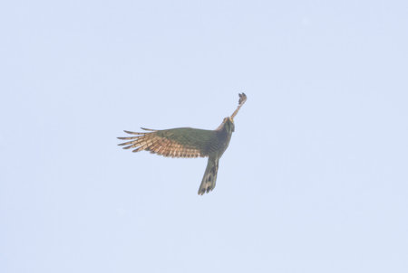 Grey-faced buzzard in flying in a blue sky background.の写真素材