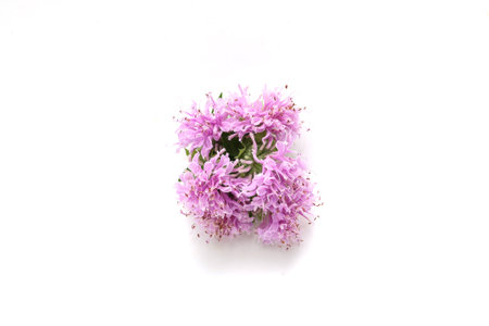 Bouquet of monarda isolated on a white background.の写真素材