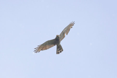 Grey-faced buzzard in flying in a blue sky background.の写真素材