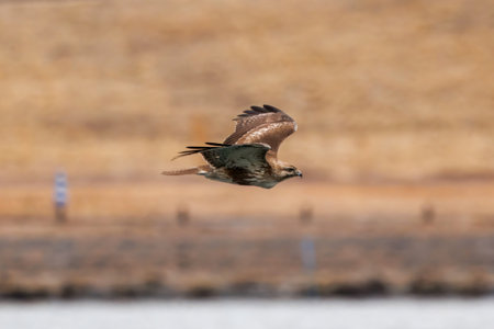 Eastern buzzard in flight on the riverbed.の写真素材