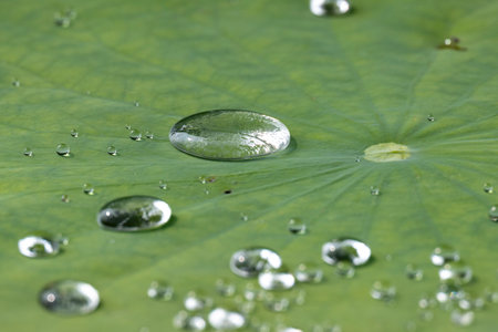 Water droplets on lotus leaf with shallow depth of field.