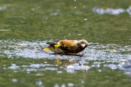 Oriental Greenfinch in the puddle with splashing.の写真素材