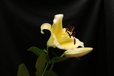 Lily isolated on a black background.の写真素材