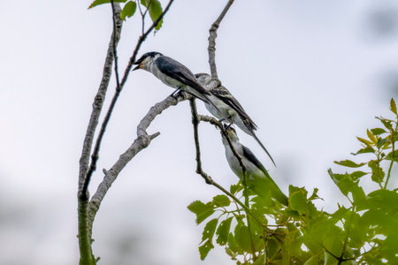Ryukyu minivet on a branch of tree.の写真素材