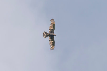 Common buzzard (Buteo buteo) in flightの写真素材