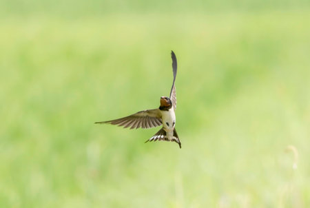 Swallows flying over the rice paddy.