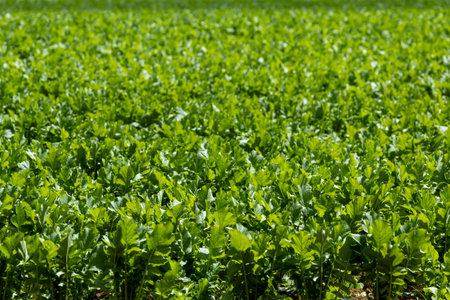 Radish Field in the plateau.の写真素材
