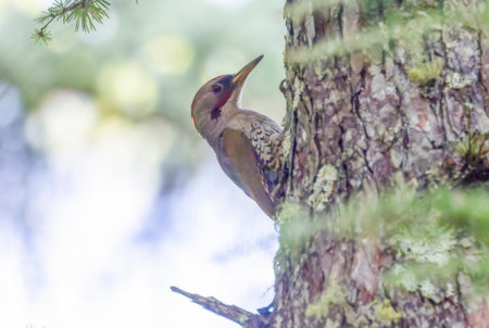 Red-bellied Woodpecker (Picus rufescens)