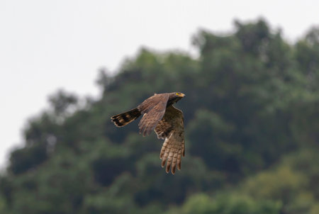 Grey-faced buzzard in flying. in the mountain background.の写真素材