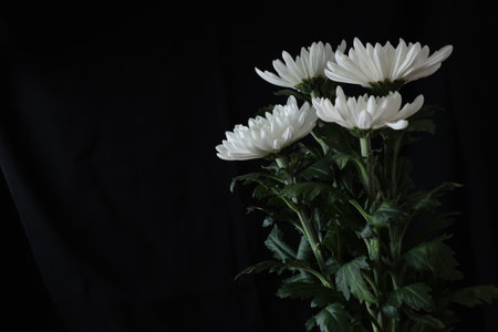 White chrysanthemums on a black background with copy spaceの写真素材