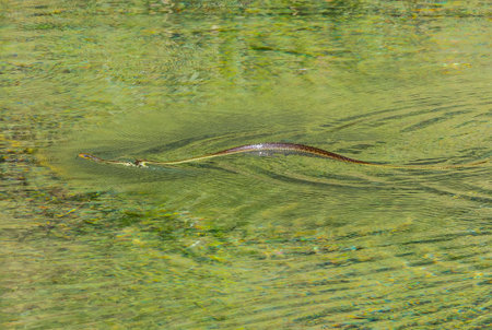 Snake swimming in the pond.の写真素材