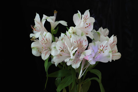 Bouquet of alstroemeria isolated on a black background.の写真素材
