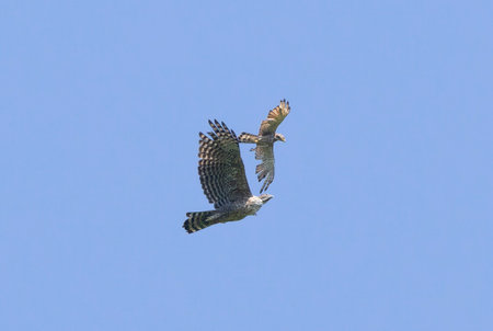 Mountain Hawk-eagle and Grey-faced buzzard in flying in a blue sky background.